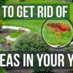 How to Get Rid of Fleas in Yard Without Harming Pets