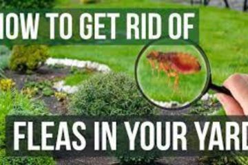How to Get Rid of Fleas in Yard Without Harming Pets