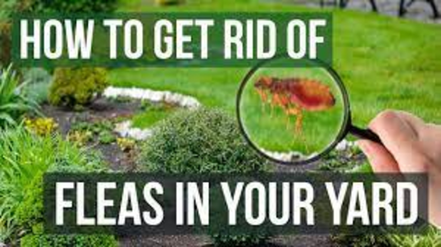 How to Get Rid of Fleas in Yard Without Harming Pets