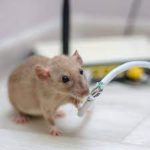 How to Get Rid of Mice When You Have Pets