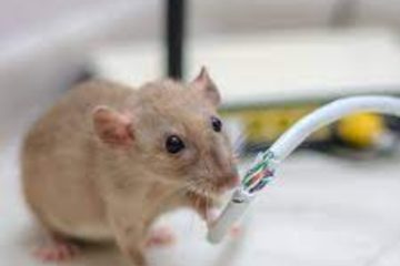 How to Get Rid of Mice When You Have Pets