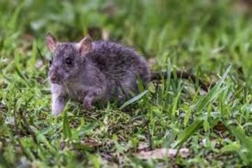 How to Get Rid of Rats Without Harming Pets