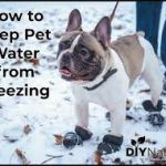 How to Keep Pets Water From Freezing in Winter