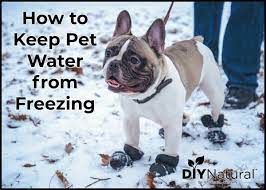 How to Keep Pets Water From Freezing in Winter
