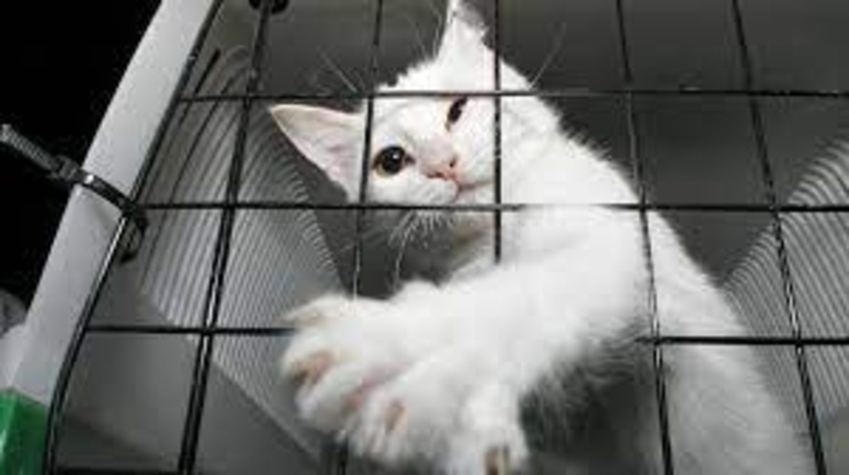 How to Move Pets Across Country