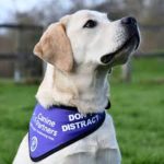 How to Register Pets As Emotional Support Animals