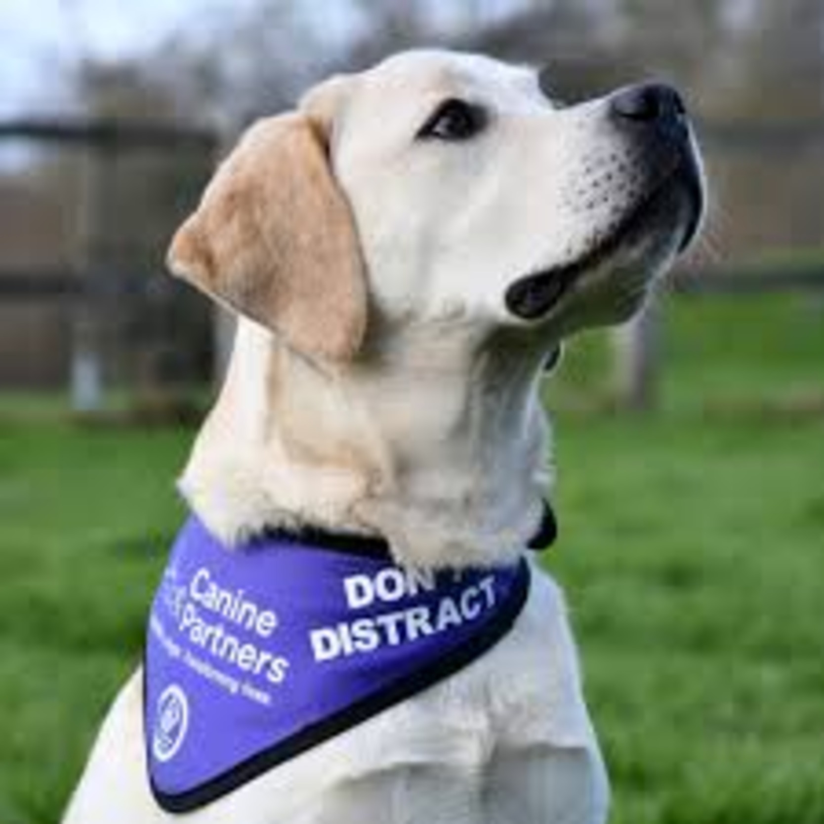 How to Register Pets As Emotional Support Animals